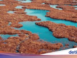 Gokil! Lahan Gambut Hingga Skotlandia Masuk Warisan Dunia UNESCO