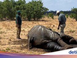 Pemusnahan 200 Gajah Pertama Untuk Hampir Empat Dekade Hingga Zimbabwe