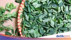 Boleh Saja Ibu Menyusui Makan Daun Katuk, Tapi Praktisi Medis Herbal Beri Catatan soal Ini