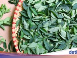 Boleh Saja Ibu Menyusui Makan Daun Katuk, Tapi Praktisi Medis Herbal Beri Catatan soal Ini