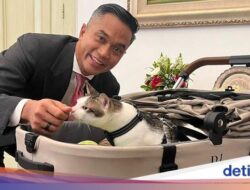 Bobby Kertanegara, Kucing Pribadi Prabowo yang Ikut Dampingi Ke Istana