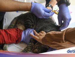 Jemput Bola Imunisasi Rabies Untuk Hewan Peliharaan Warga Tangerang