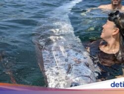 ‘Ikan Kiamat’ Muncul Hingga Sini Tiga Kali, Pertanda Apa?