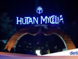 Hutan Mycelia, Negeri Dongeng Di Bandung Di Malam Tiba