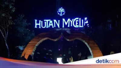 Hutan Mycelia, Negeri Dongeng Di Bandung Di Malam Tiba