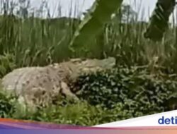 Mitos Buaya Siluman Ke Sungai Kedungpeluk