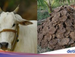 Orang Bangladesh Masak Pakai Kotoran Sapi Sebagai Pengganti Kayu Bakar
