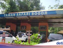 Viral Di Medsos, Pengunjung Taman Safari Malah Keluyuran Keluar Di Kendaraan Pribadi
