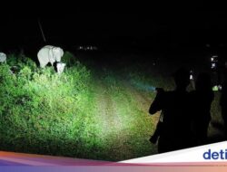 Seru Juga Safari Malam Di Taman Nasional Way Kambas