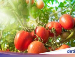 5 Manfaat Makan Tomat Setiap Hari, Ini yang Bakal Terjadi Di Tubuh