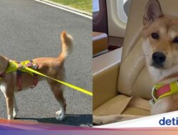 Wanita Ini Tuntut Orang yang Masak dan Makan Anjing Peliharaannya