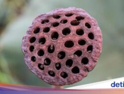 Takut Berlebihan Pada Sesuatu Bisa Karena Itu Tanda Fobia, Kenapa Bisa Terjadi?