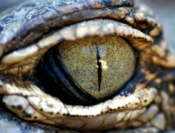 Fungsi dan Cara Kerja Selaput Mata Buaya, Rahasia Unik Sang Predator