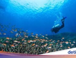 Dua Turis Rusia Meninggal Pada Diving, Terseret Arus dan Digigit Hiu