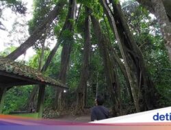 Ini Mitos yang Bikin Pohon Berkaki 8 Hingga Majalengka Hampir Punah