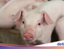 Makan Babi Haram Untuk Muslim, Apakah Pegang Dagingnya Juga Haram?