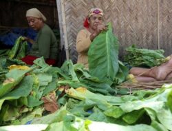 Aturan Ketat Ancam Nasib Petani Tembakau Di Bondowoso