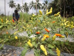 Harga Ketahanan Pangan usai Libur Panjang, Bawang dan Aneka Cabai Kompak Meroket
