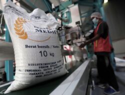 Stok Beras RI Capai 4 Juta Ton, Bulog Bicara Soal Mutu