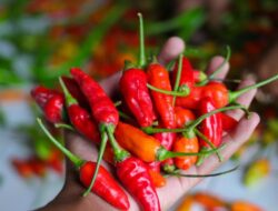 Disukai Warga +62, Hidangan Ini Berisiko Picu Kanker Lambung dan Usus