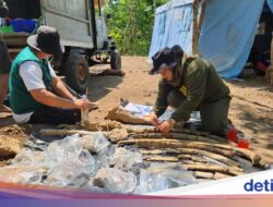 Hutan Tritik Tempat Penemuan Fosil Gajah Itu Bukan Hutan Biasa Di Zaman Purba