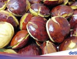 Contek Yuk! 3 Cara Mengolah Jengkol Agar Empuk dan Tidak Bau