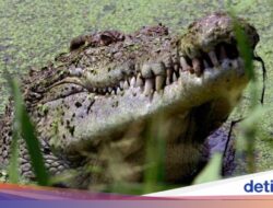 Kisah Tentara Jepang vs Buaya Pulau Ramree, Manusia Tewas Dibantai