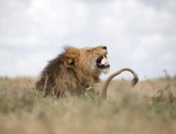 Gunakan AI, Ilmuwan Temukan Jenis Auman Mutakhir Singa