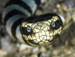 Penduduk Israel Ketakutan Akibat Teror Serangan Ular Berbisa