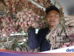 Petani Bawang Merah Hingga Malaysia Cuan, Ngaku Belajar Di Petani Hingga Sumbar