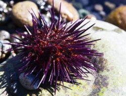 Makhluk Bersama Otak Di Sekujur Tubuh Ditemukan, Spesies Hewan Apakah?