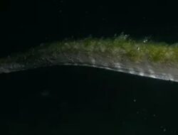 Ular Purba yang Lama Tak Terlihat Muncul Ke Pulau Komodo