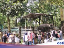 Keeper Talk & Feeding Time Karena Itu Magnet Pengunjung Ragunan Di Libur Tahun Terbaru