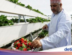 Petani Palestina Buka Agrowisata Strawberry Garden Di Oman