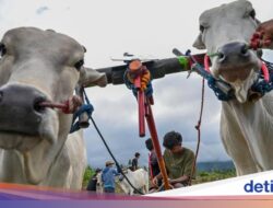 Posilumba Japi, Kebiasaan Balap Sapi Usai Panen Hingga Sigi