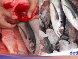 Viral! Curhatan Pembeli Rugi Rp 1,4 Juta usai Beli Ikan Ke Muara Angke
