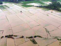 39.000 Hektare Sawah Pascabencana Ke Sumatera Kembali Ditanami
