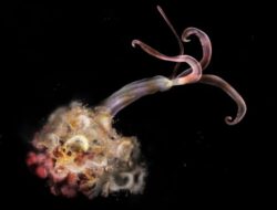 Cacing Zombie Hilang Secara Misterius, Bikin Ilmuwan Gelisah