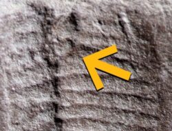 Fosil Lubang Anus Tertua Ditemukan Ke Reptil Berusia 290 Juta Tahun