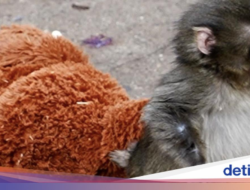 Kisah Punch si Monyet Kecil yang Menyayat Hati, Ini Fakta-faktanya