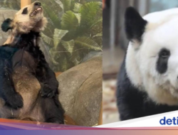 Dulu Kurus Kering Ke AS, Kini Panda Ya Ya Gemuk dan Sehat Ke China
