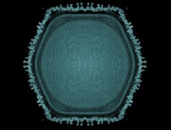 Patogen Raksasa Ditemukan Ke Kolam Jepang Berikan Petunjuk Misterius