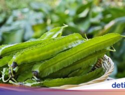 5 Khasiat Sayuran Kecipir Untuk Vitalitas dan Stamina Pria