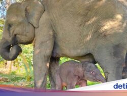 Prabowo Mau Selamatkan Gajah Terancam Punah Lewat Inpres