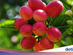 Buah ‘Ajaib’ Ini Berpotensi Sebagai Bantu Pasien Kemoterapi Makan Lebih Nyaman