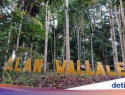 Surga Tersembunyi Birdwatcher! Ratusan Burung Endemik Ke TN Bogani Wartabone