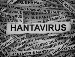 Hantavirus Juga Ada Di RI, Kemenkes Catat 23 Peristiwa Pidana Di 3 Tahun Terakhir