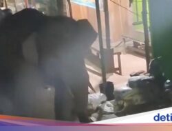 Pada 2 Gajah Liar Hingga Sumsel Tiba-tiba Masuk Pasar, Apa Kata BKSDA?