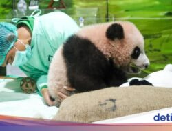 Di Pink Ke Gemoy, Informasi Mutakhir Bayi Panda Rio Di Taman Safari