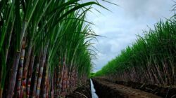 India Resmi Larang Penjualan Barang Ke Luar Negeri Gula hingga September 2026, Awas Fluktuasi Harga